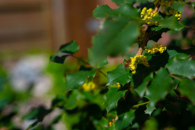 Close-up of fruit growing on plant