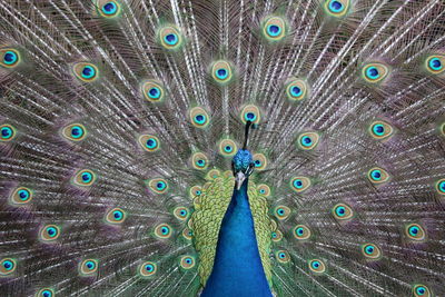 Close-up of peacock