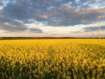 Scenic view of oilseed rape field against sky