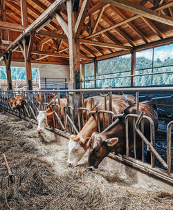 Dairy cows eating hay in barn on farm