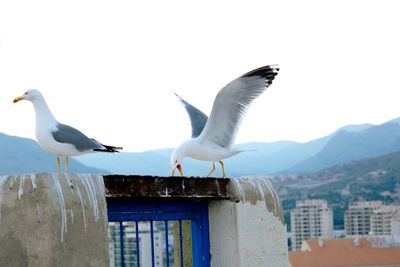 Close-up of seagulls