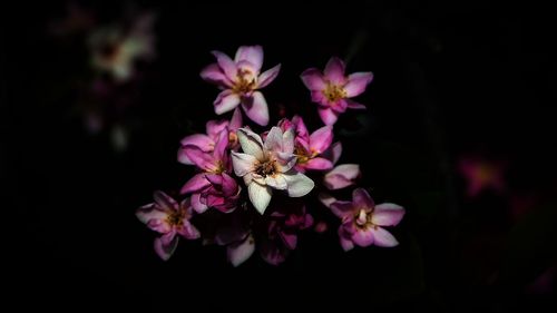 Close-up of pink flowers blooming against black background