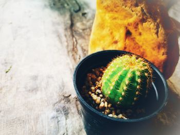 High angle view of fresh cactus