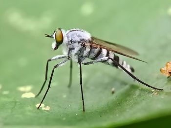 Close-up of insect
