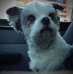 Close-up of a dog looking away