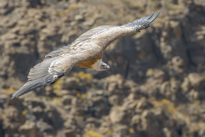 Close-up of a bird flying
