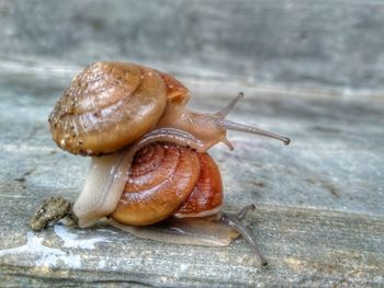 Close-up of snail