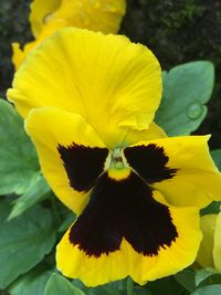 Close-up of yellow flower