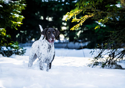 Portrait of dog on snow covered field