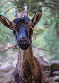Close-up portrait of horse