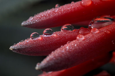 Close-up of water drops