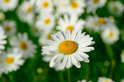 Close-up of white daisy flowers