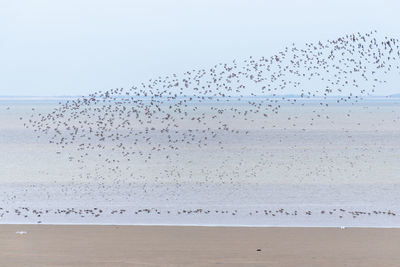 Scenic view of beach and birds against clear sky