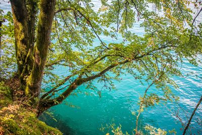 Trees by lake in forest