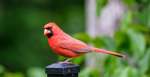 Close-up of bird perching on wood