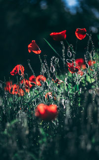 Close-up of red flower on field