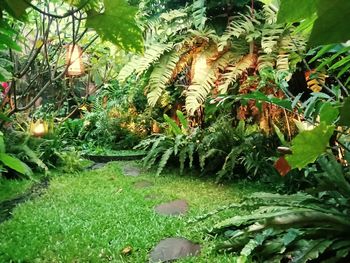 High angle view of leaves on field by lake