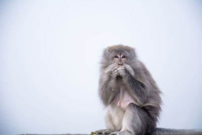 Portrait of monkey against clear sky