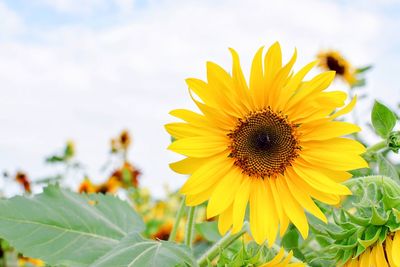 Close-up of yellow sunflower against sky