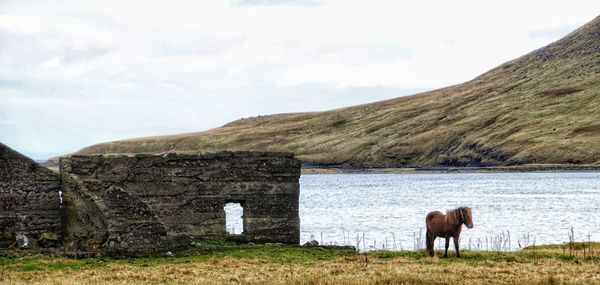 Horse standing on field against mountain range