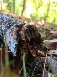 Close-up of lizard on tree in forest