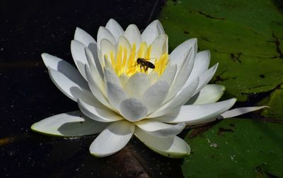 Close-up of lotus water lily