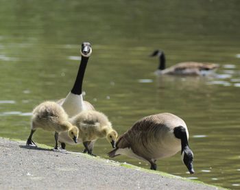 Birds in calm water