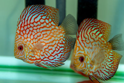 Close-up of fish swimming in sea