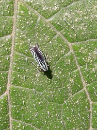 Close-up of insect perching on leaf