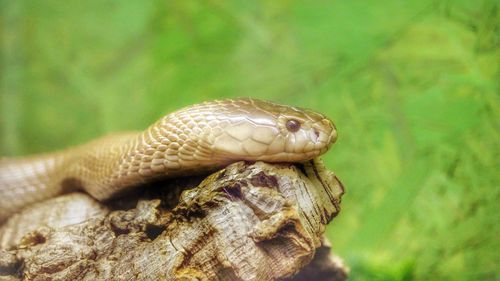 Close-up of lizard on tree