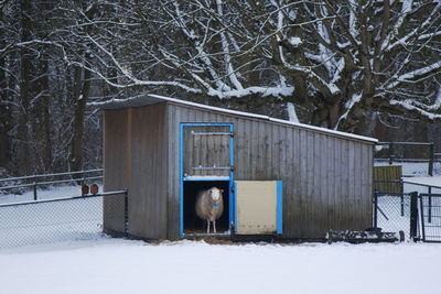 A single sheep chilling in his shed during the winter at a petting zoo in the netherlands