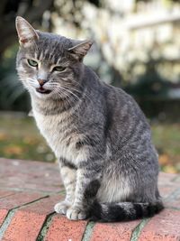 Close-up portrait of cat sitting outdoors