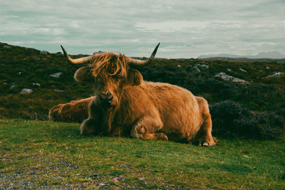 Herd of red brown scottish highlanders in a natural autumn landscape.