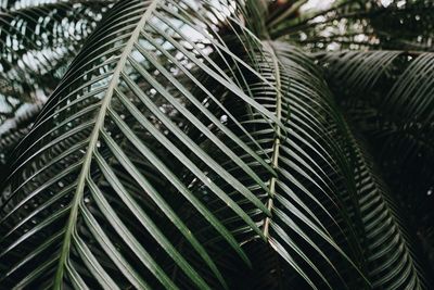 Close-up of dew drops on leaf