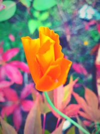 Close-up of yellow rose flower