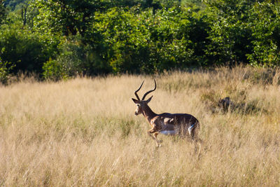 Antelope in a field