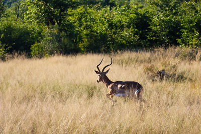 Deer in a field