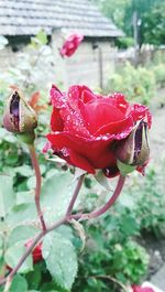 Close-up of red poppy blooming outdoors