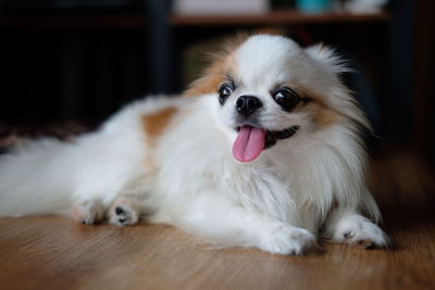 Close-up portrait of dog lying on floor
