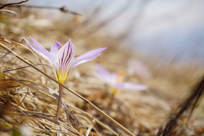 Close-up of purple flowering plant