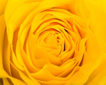 Close-up of yellow rose