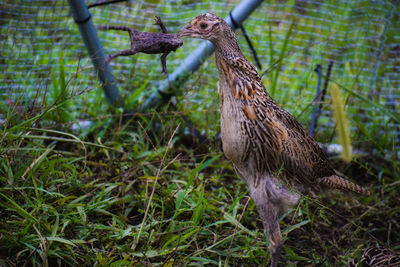 View of a bird on field