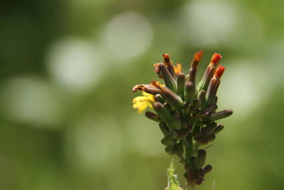 Close-up of flowering plant