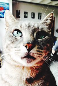 Close-up portrait of a dog