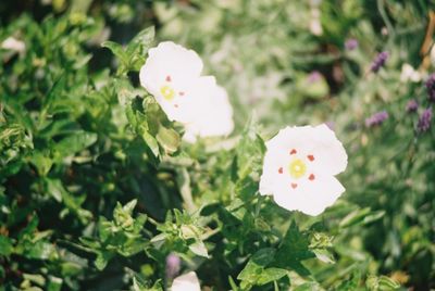 Close-up of white rose blooming outdoors