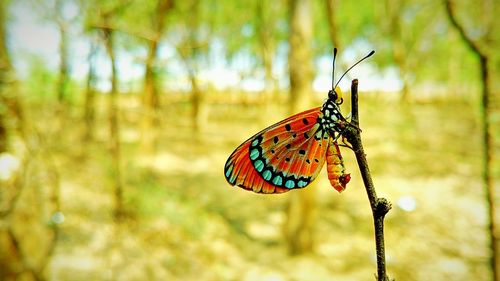 Close-up of butterfly on leaf