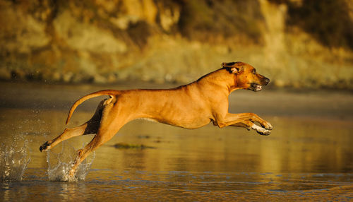 Full length of rhodesian ridgeback running in water