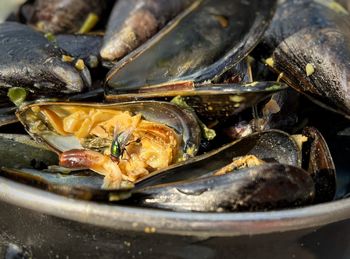 mussel