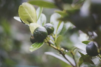 Close-up of berries growing on tree