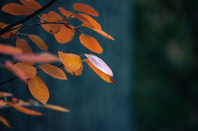 Close-up of orange leaf on tree during autumn